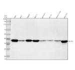 Western blot analysis of NSDHL using anti-NSDHL antibody. Electrophoresis was performed on a 10% SDS-PAGE gel at 80V (Stacking gel) / 120V (Resolving gel) for 2 hours. Lane 1: human Hela whole cell lysates, Lane 2: human whole cell lysates, Lane 3: human HepG2 whole cell lysates, Lane 4: human MCF-7 whole cell lysates, Lane 5: rat brain tissue lysates, Lane 6: rat PC-12 whole cell lysates, Lane 7: mouse brain tissue lysates, Lane 8: mouse NIH/3T3 whole cell lysates. After electrophoresis, proteins were transferred to a nitrocellulose membrane at 150 mA for 50-90 minutes. Blocked the membrane with 5% non-fat milk/TBS for 1.5 hour at RT. The membrane was incubated with rabbit anti-NSDHL antibody at 0.5 ug/ml overnight at 4oC, then washed with TBS-0.1%Tween 3 times with 5 minutes each and probed with a goat anti-rabbit IgG-HRP secondary antibody at a dilution of 1:5000 for 1.5 hour at RT. The signal was developed using an ECL Plus Western Blotting Substrate. NSDHL antibody detects a single band migrating at ~38 kDa across the indicated cell and tissue lysates. Although the theoretical molecular weight is ~42 kDa, NSDHL is an ER-associated membrane protein that typically migrates faster on SDS-PAGE due to signal peptide cleavage and altered SDS binding. The observed size is consistent with published reports of the mature NSDHL form.