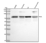 Western blot analysis of SILV/PMEL using anti-PMEL antibody. Lane 1: human whole cell lysates, Lane 2: rat testis tissue lysates, Lane 3: rat C6 whole cell lysates, Lane 4: mouse testis tissue lysates. After electrophoresis, proteins were transferred to a nitrocellulose membrane at 150 mA for 50-90 minutes. Blocked the membrane with 5% non-fat milk/TBS for 1.5 hour at RT. The membrane was incubated with rabbit anti-PMEL antibody at 0.5 ug/ml overnight at 4oC, then washed with TBS-0.1%Tween 3 times with 5 minutes each and probed with a goat anti-rabbit IgG-HRP secondary antibody at a dilution of 1:5000 for 1.5 hour at RT. The signal was developed using enhanced chemiluminescent. PMEL antibody detects a band at ~75-80 kDa in the indicated lysates. Although the full-length glycosylated PMEL precursor is ~100 kDa, it is rapidly cleaved into luminal M-alpha (~60-80 kDa) and membrane M-beta (~26 kDa) fragments. The ~75-80 kDa species corresponds to the glycosylated M-alpha fragment, the predominant soluble intermediate form of PMEL detected in standard cell and tissue lysates.