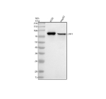 Western blot analysis of LRIF1 using anti-LRIF1 antibody. Electrophoresis was performed on a 10% SDS-PAGE gel at 80V (Stacking gel) / 120V (Resolving gel) for 2 hours. Lane 1: human K562 whole cell lysates, Lane 2: human HepG2 whole cell lysates. After electrophoresis, proteins were transferred to a nitrocellulose membrane at 150 mA for 50-90 minutes. Blocked the membrane with 5% non-fat milk/TBS for 1.5 hour at RT. The membrane was incubated with rabbit anti-LRIF1 antibody at 0.5 ug/ml overnight at 4oC, then washed with TBS-0.1%Tween 3 times with 5 minutes each and probed with a goat anti-rabbit IgG-HRP secondary antibody at a dilution of 1:5000 for 1.5 hour at RT. The signal was developed using an ECL Plus Western Blotting Substrate. The expected molecular weight of LRIF1 is at 85 kDa.