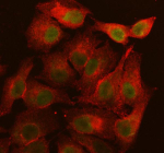 Immunofluorescent staining of LRIF1 using anti-LRIF1 antibody (green) and anti-Beta Tubulin antibody (red). LRIF1 was detected in an immunocytochemical section of cells. Enzyme antigen retrieval was performed using IHC enzyme antigen retrieval reagent for 15 mins. The cells were blocked with 10% goat serum. And then incubated with 5 ug/ml rabbit anti-LRIF1 antibody and mouse anti-Beta Tubulin antibody overnight at 4oC. DyLight 488 Conjugated Goat Anti-Rabbit IgG and DyLight?594 Conjugated Goat Anti-Mouse IgG were used as secondary antibody at 1:500 dilution and incubated for 30 minutes at 37oC. Visualize using a fluorescence microscope and filter sets appropriate for the label used.