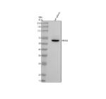 Western blot analysis of TXNDC3/NME8 using anti-NME8 antibody. Lane 1: rat spleen tissue lysates. After electrophoresis, proteins were transferred to a nitrocellulose membrane at 150 mA for 50-90 minutes. Blocked the membrane with 5% non-fat milk/TBS for 1.5 hour at RT. The membrane was incubated with rabbit anti-NME8 antibody at 0.5 ug/ml overnight at 4oC, then washed with TBS-0.1%Tween 3 times with 5 minutes each and probed with a goat anti-rabbit IgG-HRP secondary antibody at a dilution of 1:5000 for 1.5 hour at RT. The signal was developed using enhanced chemiluminescent. A specific band was detected for TXNDC3/NME8 at approximately 67 kDa. The expected molecular weight of TXNDC3/NME8 is at 67 kDa.
