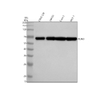 Western blot analysis of PUF60 using anti-PUF60 antibody. Electrophoresis was performed on a 10% SDS-PAGE gel at 80V (Stacking gel) / 120V (Resolving gel) for 2 hours. Lane 1: human COLO-320 whole cell lysates, Lane 2: human SW620 whole cell lysates, Lane 3: human Caco-2 whole cell lysates, Lane 4: human MCF-7 whole cell lysates. After electrophoresis, proteins were transferred to a nitrocellulose membrane at 150 mA for 50-90 minutes. Blocked the membrane with 5% non-fat milk/TBS for 1.5 hour at RT. The membrane was incubated with rabbit anti-PUF60 antibody at 0.5 ug/ml overnight at 4oC, then washed with TBS-0.1%Tween 3 times with 5 minutes each and probed with a goat anti-rabbit IgG-HRP secondary antibody at a dilution of 1:5000 for 1.5 hour at RT. The signal was developed using an ECL Plus Western Blotting Substrate. The expected molecular weight of PUF60 is ~60 kDa.