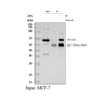 Immunoprecipitating (IP) PUF60 in MCF-7 whole cell lysate. Western blot analysis of PUF60 using anti-PUF60 antibody; Lane 1: MCF-7 whole cell lysates (30ug); Lane 2: Rabbit control IgG instead of anti-PUF60 antibody in MCF-7 whole cell lysate; Lane 3: anti-PUF60 antibody (2ug) + MCF-7 whole cell lysate (500ug). After electrophoresis, proteins were transferred to a membrane. Then the membrane was incubated with rabbit anti-PUF60 antibody at a dilution of 0.5 ug/ml and probed with a goat anti-rabbit IgG-HRP secondary antibody. The signal is developed using ECL Plus Western Blotting Substrate. The expected molecular weight of PUF60 is at 60 kDa.
