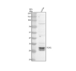 Western blot analysis of TGIF2 using anti-TGIF2 antibody. Electrophoresis was performed on a 10% SDS-PAGE gel at 80V (Stacking gel) / 120V (Resolving gel) for 2 hours. Lane 1: human Jurkat whole cell lysates. After electrophoresis, proteins were transferred to a nitrocellulose membrane at 150 mA for 50-90 minutes. Blocked the membrane with 5% non-fat milk/TBS for 1.5 hour at RT. The membrane was incubated with rabbit anti-TGIF2 antibody at 0.5 ug/ml overnight at 4oC, then washed with TBS-0.1%Tween 3 times with 5 minutes each and probed with a goat anti-rabbit IgG-HRP secondary antibody at a dilution of 1:5000 for 1.5 hour at RT. The signal was developed using an ECL Plus Western Blotting Substrate. TGIF2 antibody detects a doublet at ~26-30 kDa in Jurkat lysate. Although the theoretical mass is ~26-27 kDa, TGIF2 commonly shows a closely spaced pair consistent with differential phosphorylation and minor terminal processing.