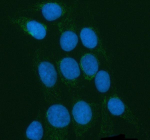 Immunofluorescent staining of POLDIP2 using anti-POLDIP2 antibody (green). POLDIP2 was detected in an immunocytochemical section of U2OS cells. Enzyme antigen retrieval was performed using IHC enzyme antigen retrieval reagent for 15 mins. The cells were blocked with 10% goat serum. And then incubated with 5 ug/ml rabbit anti-POLDIP2 antibody overnight at 4oC. DyLight 488 Conjugated Goat Anti-Rabbit IgG was used as secondary antibody at 1:500 dilution and incubated for 30 minutes at 37oC. The section was counterstained with DAPI nuclear stain (blue). Visualize using a fluorescence microscope and filter sets appropriate for the label used.