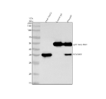 Immunoprecipitating POLDIP2 in HepG2 whole cell lysate. Western blot analysis of POLDIP2 using anti-POLDIP2 antibody; Lane 1: HepG2 whole cell lysates (30ug); Lane 2: Rabbit control IgG instead of anti-POLDIP2 antibody in HepG2 whole cell lysate; Lane 3: anti-POLDIP2 antibody (2ug) + HepG2 whole cell lysate (500ug). After electrophoresis, proteins were transferred to a membrane. Then the membrane was incubated with rabbit anti-POLDIP2 antibody at a dilution of 0.5 ug/ml and probed with a goat anti-rabbit IgG-HRP secondary antibody. The signal is developed using ECL Plus Western Blotting Substrate. A specific band was detected for POLDIP2 at approximately 38 kDa. The expected molecular weight of POLDIP2 is at 42 kDa.