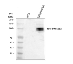 Western blot analysis of NRF2/NFE2L2 using anti-NRF2 antibody. Lane 1: human U20S whole cell lysates, Lane 2: human U20S(+) whole cell lysates. After electrophoresis, proteins were transferred to a nitrocellulose membrane at 150 mA for 50-90 minutes. Blocked the membrane with 5% non-fat milk/TBS for 1.5 hour at RT. The membrane was incubated with rabbit anti-NRF2 antibody at 0.5 ug/ml overnight at 4oC, then washed with TBS-0.1%Tween 3 times with 5 minutes each and probed with a goat anti-rabbit IgG-HRP secondary antibody at a dilution of 1:5000 for 1.5 hour at RT. NRF2/NFE2L2 antibody detects a doublet at ~90-100 kDa in U2OS cells following MG132 treatment. Although the calculated mass is ~68 kDa, NRF2 typically migrates slower due to phosphorylation and ubiquitination. Proteasome inhibition (MG132) stabilizes NRF2, increasing signal intensity and revealing multiple modified species.