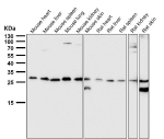 Western blot testing of mouse and rat samples using the PDGFB antibody at 1:3000 dilution for 1 hour at room temperature. Predicted molecular weight ~27 kDa. Light dimer banding may be observed at 40-50 kDa and multimers at 90-100 kDa.