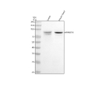 Western blot analysis of ARHGEF6 using anti-ARHGEF6 antibody. Lane 1: human Jurkat whole cell lysates, Lane 2: mouse heart tissue lysates. After electrophoresis, proteins were transferred to a nitrocellulose membrane at 150 mA for 50-90 minutes. Blocked the membrane with 5% non-fat milk/TBS for 1.5 hour at RT. The membrane was incubated with rabbit anti-ARHGEF6 antibody at 0.5 ug/ml overnight at 4oC, then washed with TBS-0.1%Tween 3 times with 5 minutes each and probed with a goat anti-rabbit IgG-HRP secondary antibody at a dilution of 1:5000 for 1.5 hour at RT. The signal was developed using enhanced chemiluminescent. Western blot analysis of ARHGEF6 in human and mouse lysates shows the expected ~87 kDa band appearing as a doublet, consistent with reported phosphorylated and unmodified forms of ARHGEF6.