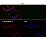 Immunofluorescent analysis using the SEC14L2 antibody (green) at 1:500 dilution.