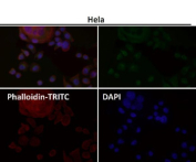Immunofluorescent analysis using the SEC14L2 antibody (green) at 1:150 dilution.