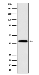 Western blot analysis of SEC14L2 expression in human U87-MG cell lysate using SEC14L2 antibody. SEC14L2 antibody detects a single band at ~40-43 kDa. Although the predicted size is ~46 kDa, SEC14L2 typically migrates slightly faster on SDS-PAGE due to sequence composition and minor terminal processing.