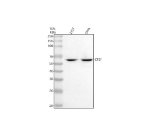 Western blot analysis of Cathepsin F/CTSF using anti-CTSF antibody. Lane 1: human 293T whole cell lysates, Lane 2: human SiHa whole cell lysates. After electrophoresis, proteins were transferred to a nitrocellulose membrane at 150 mA for 50-90 minutes. Blocked the membrane with 5% non-fat milk/TBS for 1.5 hour at RT. The membrane was incubated with rabbit anti-CTSF antibody at 0.5 ug/ml overnight at 4oC, then washed with TBS-0.1%Tween 3 times with 5 minutes each and probed with a goat anti-rabbit IgG-HRP secondary antibody at a dilution of 1:5000 for 1.5 hour at RT. The signal was developed using enhanced chemiluminescent. A specific band was detected for Cathepsin F/CTSF at approximately 53 kDa. The expected molecular weight of Cathepsin F/CTSF is at 53 kDa.