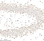 Immunohistochemical staining of Histone H3 (acetyl K9) using anti-Histone H3 (acetyl K9) antibody. Histone H3 (acetyl K9) was detected in a paraffin-embedded section of rat brain tissue. Heat mediated antigen retrieval was performed in EDTA buffer (pH 8.0, epitope retrieval solution). The tissue section was blocked with 10% goat serum. The tissue section was then incubated with 1:50 rabbit anti-Histone H3 (acetyl K9) antibody overnight at 4oC. Peroxidase Conjugated Goat Anti-rabbit IgG was used as secondary antibody and incubated for 30 minutes at 37oC. The tissue section was developed using an HRP secondary and DAB substrate.
