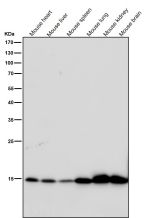 Western blot testing of mouse samples using the Histone H3 (acetyl K9) antibody at 1:2000 dilution for 1 hour at room temperature. The expected molecular weight of Histone H3 (acetyl K9) is at 15 kDa.