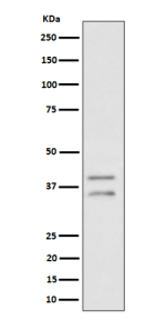 Western blot analysis of UFD1L expression in human HeLa cell lysate using UFD1L antibody. UFD1L antibody detects two bands at ~35 kDa and ~38-40 kDa, consistent with hypo- and hyper-phosphorylated forms of UFD1.