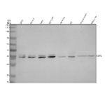 Western blot analysis of EURL using anti-EURL antibody. Electrophoresis was performed on a 10% SDS-PAGE gel at 80V (Stacking gel) / 120V (Resolving gel) for 2 hours. Lane 1: human SIHA whole cell lysates, Lane 2: human Caco-2 whole cell lysates, Lane 3: human Hela whole cell lysates, Lane 4: human SH-SY5Y whole cell lysates, Lane 5: rat brain tissue lysates, Lane 6: rat C6 whole cell lysates, Lane 7: mouse brain tissue lysates, Lane 8: mouse NEuro-2a whole cell lysates. After electrophoresis, proteins were transferred to a nitrocellulose membrane at 150 mA for 50-90 minutes. Blocked the membrane with 5% non-fat milk/TBS for 1.5 hour at RT. The membrane was incubated with rabbit anti-EURL antibody at 0.5 ug/ml overnight at 4oC, then washed with TBS-0.1%Tween 3 times with 5 minutes each and probed with a goat anti-rabbit IgG-HRP secondary antibody at a dilution of 1:5000 for 1.5 hour at RT. The signal was developed using an ECL Plus Western Blotting Substrate. Western blot detection of EURL (C21orf91) shows the expected ~34 kDa band in all samples and a human-restricted doublet with a slightly higher band, consistent with isoform- or phosphorylation-dependent migration.