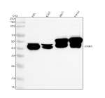 Western blot analysis of GPR92/LPAR5 using anti-LPAR5 antibody. Lane 1: human HEL whole cell lysates, Lane 2: human K562 whole cell lysates, Lane 3: human whole cell lysates, Lane 4: human Hacat whole cell lysates. After electrophoresis, proteins were transferred to a nitrocellulose membrane at 150 mA for 50-90 minutes. Blocked the membrane with 5% non-fat milk/TBS for 1.5 hour at RT. The membrane was incubated with rabbit anti-LPAR5 antibody at 0.5 ug/ml overnight at 4oC, then washed with TBS-0.1%Tween 3 times with 5 minutes each and probed with a goat anti-rabbit IgG-HRP secondary antibody at a dilution of 1:5000 for 1.5 hour at RT. The signal was developed using enhanced chemiluminescent. Western blot detection of LPAR5 shows a doublet at ~41 kDa in multiple human cell lines. The closely spaced bands are consistent with differentially glycosylated and/or phosphorylated forms of the receptor commonly observed for GPCRs.