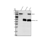 Immunoprecipitating FAM29A/HAUS6 in MCF-7 whole cell lysate. Western blot analysis of FAM29A/HAUS6 using anti-HAUS6 antibody; Lane 1: MCF-7 whole cell lysates (30ug); Lane 2: Rabbit control IgG instead of anti-HAUS6 antibody in MCF-7 whole cell lysate; Lane 3: anti-HAUS6 antibody (2ug) + MCF-7 whole cell lysate (500ug). After electrophoresis, proteins were transferred to a membrane. Then the membrane was incubated with rabbit anti-HAUS6 antibody at a dilution of 0.5 ug/ml and probed with a goat anti-rabbit IgG-HRP secondary antibody. The signal is developed using ECL Plus Western Blotting Substrate. A specific band was detected for FAM29A/HAUS6 at approximately 109 kDa. The expected molecular weight of FAM29A/HAUS6 is at 109 kDa.