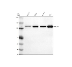 Western blot analysis of FAM29A/HAUS6 using anti-HAUS6 antibody. Lane 1: human Jurkat whole cell lysates, Lane 2: human K562 whole cell lysates, Lane 3: human MCF-7 whole cell lysates, Lane 4: human HEL whole cell lysates. After electrophoresis, proteins were transferred to a nitrocellulose membrane at 150 mA for 50-90 minutes. Blocked the membrane with 5% non-fat milk/TBS for 1.5 hour at RT. The membrane was incubated with rabbit anti-HAUS6 antibody at 0.5 ug/ml overnight at 4oC, then washed with TBS-0.1%Tween 3 times with 5 minutes each and probed with a goat anti-rabbit IgG-HRP secondary antibody at a dilution of 1:5000 for 1.5 hour at RT. The signal was developed using enhanced chemiluminescent. A specific band was detected for FAM29A/HAUS6 at approximately 109 kDa. The expected molecular weight of FAM29A/HAUS6 is at 109 kDa.