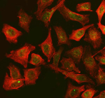 Immunofluorescent staining of FAM29A/HAUS6 using anti-HAUS6 antibody (green) and anti-Beta Tubulin antibody (red). FAM29A/HAUS6 was detected in an immunocytochemical section of Hela cells. Enzyme antigen retrieval was performed using IHC enzyme antigen retrieval reagent for 15 mins. The cells were blocked with 10% goat serum. And then incubated with 5 ug/ml rabbit anti-HAUS6 antibody and mouse anti-Beta Tubulin antibody overnight at 4oC. DyLight 488 Conjugated Goat Anti-Rabbit IgG and DyLight 594 Conjugated Goat Anti-Mouse IgG were used as secondary antibody at 1:500 dilution and incubated for 30 minutes at 37oC. Visualize using a fluorescence microscope and filter sets appropriate for the label used.