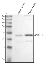 Western blot analysis of Bim/Bcl2l11 using anti-Bim antibody. Lane 1: mouse spleen tissue lysates, Lane 2: mouse thymus tissue lysates. After electrophoresis, proteins were transferred to a nitrocellulose membrane at 150 mA for 50-90 minutes. Blocked the membrane with 5% non-fat milk/TBS for 1.5 hour at RT. The membrane was incubated with rabbit anti-Bim antibody at 0.5 ug/ml overnight at 4oC, then washed with TBS-0.1%Tween 3 times with 5 minutes each and probed with a goat anti-rabbit IgG-HRP secondary antibody at a dilution of 1:5000 for 1.5 hour at RT. The signal was developed using enhanced chemiluminescent. A specific band was detected for Bim/Bcl2l11 at approximately 22 kDa. The expected molecular weight of Bim/Bcl2l11 is at 22 kDa.