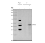 Immunoprecipitating CREB3 in whole cell lysate. Western blot analysis of CREB3 using anti-CREB3 antibody. Lane 1: whole cell lysates (30ug), Lane 2: Rabbit control IgG instead of anti-CREB3 antibody in whole cell lysate, Lane 3: anti-CREB3 antibody (2ug) + whole cell lysate (500ug). After electrophoresis, proteins were transferred to a membrane. Then the membrane was incubated with rabbit anti-CREB3 antibody at a dilution of 0.5 ug/ml and probed with a goat anti-rabbit IgG-HRP secondary antibody. The signal is developed using ECL Plus Western Blotting Substrate. The expected molecular weight of CREB3 is ~41 kDa.