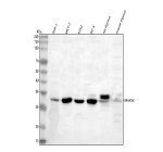 Western blot analysis of RFXANK using anti-RFXANK antibody. Lane 1: human THP-1 whole cell lysates, Lane 2: human MCF-7 whole cell lysates, Lane 3: human K562 whole cell lysates, Lane 4: human PC-3 whole cell lysates, Lane 5: rat thymus tissue lysates, Lane 6: mouse thymus tissue lysates. After electrophoresis, proteins were transferred to a nitrocellulose membrane at 150 mA for 50-90 minutes. Blocked the membrane with 5% non-fat milk/TBS for 1.5 hour at RT. The membrane was incubated with rabbit anti-RFXANK antibody at 0.5 ug/ml overnight at 4oC, then washed with TBS-0.1%Tween 3 times with 5 minutes each and probed with a goat anti-rabbit IgG-HRP secondary antibody at a dilution of 1:5000 for 1.5 hour at RT. The signal was developed using enhanced chemiluminescent. The expected molecular weight of RFXANK is ~28 kDa.