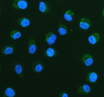 Immunofluorescent staining of PGAM5 using anti-PGAM5 antibody (green). PGAM5 was detected in an immunocytochemical section of human A549 cells. Enzyme antigen retrieval was performed using IHC enzyme antigen retrieval reagent for 15 mins. The cells were blocked with 10% goat serum. And then incubated with 5 ug/ml rabbit anti-PGAM5 antibody overnight at 4oC. DyLight 488 Conjugated Goat Anti-Rabbit IgG was used as secondary antibody at 1:500 dilution and incubated for 30 minutes at 37oC. The section was counterstained with DAPI nuclear stain (blue). Visualize using a fluorescence microscope and filter sets appropriate for the label used.