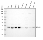 Western blot analysis of PGAM5 using anti-PGAM5 antibody. Electrophoresis was performed on a 8% SDS-PAGE gel at 80V (Stacking gel) / 120V (Resolving gel) for 2 hours. Lane 1: human Hela whole cell lysates, Lane 2: human whole cell lysates, Lane 3: human HepG2 whole cell lysates, Lane 4: human MCF-7 whole cell lysates, Lane 5: rat spleen tissue lysates, Lane 6: rat brain tissue lysates, Lane 7: mouse spleen tissue lysates, Lane 8: mouse brain tissue lysates. After electrophoresis, proteins were transferred to a nitrocellulose membrane at 150 mA for 50-90 minutes. Blocked the membrane with 5% non-fat milk/TBS for 1.5 hour at RT. The membrane was incubated with rabbit anti-PGAM5 antibody at 1:1000 overnight at 4oC, then washed with TBS-0.1%Tween 3 times with 5 minutes each and probed with a goat anti-rabbit IgG-HRP secondary antibody at a dilution of 1:5000 for 1.5 hour at RT. The signal was developed using an ECL Plus Western Blotting Substrate. A specific band was detected for PGAM5 at approximately 32 kDa. The expected molecular weight of PGAM5 is ~32 kDa. Human samples show a tight doublet at ~32 kDa, consistent with isoform and processing heterogeneity.