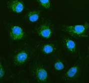 Immunofluorescent staining of PGAM5 using anti-PGAM5 antibody (green). PGAM5 was detected in an immunocytochemical section of human A549 cells. Enzyme antigen retrieval was performed using IHC enzyme antigen retrieval reagent for 15 mins. The cells were blocked with 10% goat serum. And then incubated with 5 ug/ml rabbit anti-PGAM5 antibody overnight at 4oC. DyLight 488 Conjugated Goat Anti-Rabbit IgG was used as secondary antibody at 1:500 dilution and incubated for 30 minutes at 37oC. The section was counterstained with DAPI nuclear stain (blue). Visualize using a fluorescence microscope and filter sets appropriate for the label used.