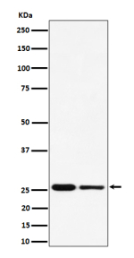 Western blot analysis of PMF1 expression in (1) human HeLa cell lysate; (2) mouse RAW264.7 cell lysate using PMF1 antibody. Predicted molecular weight ~23 kDa.