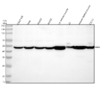 Western blot analysis of Biglycan/BGN using anti-BGN antibody. Lane 1: human COLO320 whole cell lysates, Lane 2: human Hela whole cell lysates, Lane 3: human HepG2 whole cell lysates, Lane 4: human HUVEC whole cell lysates, Lane 5: rat skeletal muscle tissue lysates, Lane 6: rat L6 whole cell lysates, Lane 7: mouse skeletal muscle tissue lysates, Lane 8: mouse C2C12 whole cell lysates. After electrophoresis, proteins were transferred to a nitrocellulose membrane at 150 mA for 50-90 minutes. Blocked the membrane with 5% non-fat milk/TBS for 1.5 hour at RT. The membrane was incubated with rabbit anti-BGN antibody at 0.5 ug/ml overnight at 4oC, then washed with TBS-0.1%Tween 3 times with 5 minutes each and probed with a goat anti-rabbit IgG-HRP secondary antibody at a dilution of 1:5000 for 1.5 hour at RT. The signal was developed using enhanced chemiluminescent. Western blot detection of Biglycan (BGN) shows a band at ~48 kDa, slightly above the 42 kDa core, consistent with glycosylated proteoforms of the Biglycan core protein.