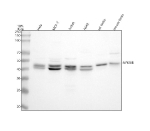 Western blot analysis of IkB Beta/NFKBIB using anti-NFKBIB antibody. Lane 1: human Hela whole cell lysates, Lane 2: human MCF-7 whole cell lysates, Lane 3: human Jurkat whole cell lysates, Lane 4: human whole cell lysates, Lane 5: rat testis tissue lysates, Lane 6: mouse testis tissue lysates. After electrophoresis, proteins were transferred to a nitrocellulose membrane at 150 mA for 50-90 minutes. Blocked the membrane with 5% non-fat milk/TBS for 1.5 hour at RT. The membrane was incubated with rabbit anti-NFKBIB antibody at 0.5 ug/ml overnight at 4oC, then washed with TBS-0.1%Tween 3 times with 5 minutes each and probed with a goat anti-rabbit IgG-HRP secondary antibody at a dilution of 1:5000 for 1.5 hour at RT. The signal was developed using enhanced chemiluminescent. Western blot detection of IkB beta/NFKBIB shows a 40-45 kDa doublet across multiple lysates. The spacing is consistent with phosphorylated and unmodified forms of NFKBIB.