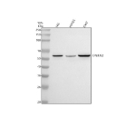 Western blot analysis of CREB3L2 using anti-CREB3L2 antibody. Lane 1: human HEL whole cell lysates, Lane 2: human HUVEC whole cell lysates, Lane 3: human K562 whole cell lysates. After electrophoresis, proteins were transferred to a nitrocellulose membrane at 150 mA for 50-90 minutes. Blocked the membrane with 5% non-fat milk/TBS for 1.5 hour at RT. The membrane was incubated with rabbit anti-CREB3L2 antibody at 0.5 ug/ml overnight at 4oC, then washed with TBS-0.1%Tween 3 times with 5 minutes each and probed with a goat anti-rabbit IgG-HRP secondary antibody at a dilution of 1:5000 for 1.5 hour at RT. The signal was developed using enhanced chemiluminescent. The expected molecular weight of CREB3L2 is ~57 kDa.