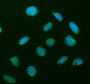 Immunofluorescent staining of CREB3L2 using anti-CREB3L2 antibody (green). CREB3L2 was detected in an immunocytochemical section of U2OS cells. Enzyme antigen retrieval was performed using IHC enzyme antigen retrieval reagent for 15 mins. The cells were blocked with 10% goat serum. And then incubated with 5 ug/ml rabbit anti-CREB3L2 antibody overnight at 4oC. DyLight 488 Conjugated Goat Anti-Rabbit IgG was used as secondary antibody at 1:500 dilution and incubated for 30 minutes at 37oC. The section was counterstained with DAPI nuclear stain (blue). Visualize using a fluorescence microscope and filter sets appropriate for the label used.