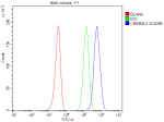 Flow Cytometry analysis of HEL cells using anti-CREB3L2 antibody. Overlay histogram showing HEL cells stained with (Blue line). To facilitate intracellular staining, cells were fixed with 4% paraformaldehyde and permeabilized with permeabilization buffer. The cells were blocked with 10% normal goat serum. And then incubated with rabbit anti-CREB3L2 antibody (1 ug/million cells) for 30 min at 20oC. DyLight 488 conjugated goat anti-rabbit IgG (5-10 ug/million cells) was used as secondary antibody for 30 minutes at 20oC. Isotype control antibody (Green line) was rabbit IgG (1 ug/million cells) used under the same conditions. Unlabelled sample without incubation with primary antibody and secondary antibody (Red line) was used as a blank control.