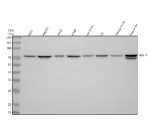 Western blot analysis of NEK11 using anti-NEK11 antibody. Lane 1: human Hela whole cell lysates, Lane 2: human HepG2 whole cell lysates, Lane 3: human whole cell lysates, Lane 4: human whole cell lysates, Lane 5: rat testis tissue lysates, Lane 6: rat C6 whole cell lysates, Lane 7: mouse testis tissue lysates, Lane 8: mouse Neuro-2a whole cell lysates. After electrophoresis, proteins were transferred to a nitrocellulose membrane at 150 mA for 50-90 minutes. Blocked the membrane with 5% non-fat milk/TBS for 1.5 hour at RT. The membrane was incubated with rabbit anti-NEK11 antibody at 0.5 ug/ml overnight at 4oC, then washed with TBS-0.1%Tween 3 times with 5 minutes each and probed with a goat anti-rabbit IgG-HRP secondary antibody at a dilution of 1:5000 for 1.5 hour at RT. The signal was developed using enhanced chemiluminescent. Western blot detection of NEK11 shows the expected ~74 kDa band across cell lines. In mouse Neuro-2a cells, a doublet is observed, likely reflecting isoform-specific or phosphorylation-dependent forms of NEK11 associated with neuronal signaling activity.