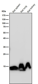 Western blot testing of rat samples using the Histone H3 (mono methyl K79) antibody at 1:1000 dilution for 1 hour at room temperature. Expected molecular weight ~15 kDa.