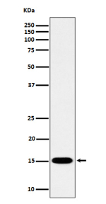 Western blot analysis of Histone H3 (mono methyl K79) expression in human HeLa cell lysate using Histone H3 (mono methyl K79) antibody. Expected molecular weight ~15 kDa.