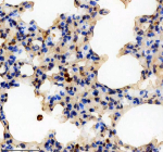 Immunohistochemical staining of SRA1 using anti-SRA1 antibody. SRA1 was detected in a paraffin-embedded section of mouse lung tissue. Heat mediated antigen retrieval was performed in EDTA buffer (pH 8.0, epitope retrieval solution). The tissue section was blocked with 10% goat serum. The tissue section was then incubated with 1: 200 rabbit anti-SRA1 antibody overnight at 4oC. Peroxidase Conjugated Goat Anti-rabbit IgG was used as secondary antibody and incubated for 30 minutes at 37oC. The tissue section was developed using an HRP secondary and DAB substrate.