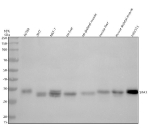 Western blot analysis of SRA1 using anti-SRA1 antibody. Electrophoresis was performed on a 10% SDS-PAGE gel at 80V (Stacking gel) / 120V (Resolving gel) for 2 hours. Lane 1: human whole cell lysates, Lane 2: human 293T whole cell lysates, Lane 3: human MCF-7 whole cell lysates, Lane 4: rat liver tissue lysates, Lane 5: rat skeletal muscle tissue lysates, Lane 6: mouse liver tissue lysates, Lane 7: mouse skeletal muscle tissue lysates, Lane 8: mouse NIH/3T3 whole cell lysates. After electrophoresis, proteins were transferred to a nitrocellulose membrane at 150 mA for 50-90 minutes. Blocked the membrane with 5% non-fat milk/TBS for 1.5 hour at RT. The membrane was incubated with rabbit anti-SRA1 antibody at 0.5 ug/ml overnight at 4oC, then washed with TBS-0.1%Tween 3 times with 5 minutes each and probed with a goat anti-rabbit IgG-HRP secondary antibody at a dilution of 1:5000 for 1.5 hour at RT. The signal was developed using an ECL Plus Western Blotting Substrate. A specific band was detected for SRA1 at approximately 33 kDa. The expected molecular weight of SRA1 is at 24 kDa.