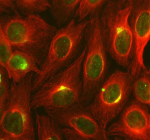Immunofluorescent staining of SRA1 using anti-SRA1 antibody (green) and anti-Beta Tubulin antibody (red). SRA1 was detected in an immunocytochemical section of human HeLa cells. Enzyme antigen retrieval was performed using IHC enzyme antigen retrieval reagent for 15 mins. The cells were blocked with 10% goat serum. And then incubated with 5 ug/ml rabbit anti-SRA1 antibody and mouse anti-Beta Tubulin antibody overnight at 4oC. DyLight 488 Conjugated Goat Anti-Rabbit IgG and Cy3 Conjugated Goat Anti-Mouse IgG were used as secondary antibody at 1:500 dilution and incubated for 30 minutes at 37oC. Visualize using a fluorescence microscope and filter sets appropriate for the label used.