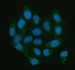 Immunofluorescent staining of LGALS3BP using anti-LGALS3BP antibody (green). LGALS3BP was detected in an immunocytochemical section of HELA cells. Enzyme antigen retrieval was performed using IHC enzyme antigen retrieval reagent for 15 mins. The cells were blocked with 10% goat serum. And then incubated with 5 ug/ml rabbit anti-LGALS3BP antibody overnight at 4oC. DyLight 488 Conjugated Goat Anti-Rabbit IgG was used as secondary antibody at 1:500 dilution and incubated for 30 minutes at 37oC. The section was counterstained with DAPI nuclear stain (blue). Visualize using a fluorescence microscope and filter sets appropriate for the label used.