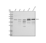 Western blot analysis of TWSG1 using anti-TWSG1 antibody. Electrophoresis was performed on a 12% SDS-PAGE gel at 80V (Stacking gel) / 120V (Resolving gel) for 2 hours. Lane 1: human whole cell lysates, Lane 2: human SiHa whole cell lysates, Lane 3: human U251 whole cell lysates, Lane 4: rat lung tissue lysates, Lane 5: mouse lung tissue lysates. After electrophoresis, proteins were transferred to a nitrocellulose membrane at 150 mA for 50-90 minutes. Blocked the membrane with 5% non-fat milk/TBS for 1.5 hour at RT. The membrane was incubated with rabbit anti-TWSG1 antibody at 0.5 ug/ml overnight at 4oC, then washed with TBS-0.1%Tween 3 times with 5 minutes each and probed with a goat anti-rabbit IgG-HRP secondary antibody at a dilution of 1:5000 for 1.5 hour at RT. The signal was developed using an ECL Plus Western Blotting Substrate. Western blot detection of TWSG1 shows a band at ~33 kDa with a tissue-specific doublet in mouse and rat lung. Although the predicted mass is ~25-26 kDa, TWSG1 commonly migrates larger due to N-glycosylation and maturation, yielding multiple closely spaced species.