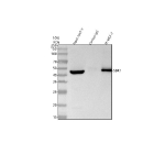 Immunoprecipitating SBK1 in MCF-7 whole cell lysate. Western blot analysis of SBK1 using anti-SBK1 antibody; Lane 1: MCF-7 whole cell lysates (30ug); Lane 2: Rabbit control IgG instead of anti-SBK1 antibody in MCF-7 whole cell lysate; Lane 3: anti-SBK1 antibody (2ug) + MCF-7 whole cell lysate (500ug). After electrophoresis, proteins were transferred to a membrane. Then the membrane was incubated with rabbit anti-SBK1 antibody at a dilution of 0.5 ug/ml and probed with a goat anti-rabbit IgG-HRP secondary antibody. The signal is developed using ECL Plus Western Blotting Substrate. The expected molecular weight of SBK1 is at 46 kDa.
