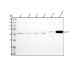 Western blot analysis of NUDT7 using anti-NUDT7 antibody. Lane 1: human THP-1 whole cell lysates, Lane 2: human Jurkat whole cell lysates, Lane 3: human MCF-7 whole cell lysates, Lane 4: human HepG2 whole cell lysates, Lane 5: rat liver tissue lysates, Lane 6: mouse liver tissue lysates. After electrophoresis, proteins were transferred to a nitrocellulose membrane at 150 mA for 50-90 minutes. Blocked the membrane with 5% non-fat milk/TBS for 1.5 hour at RT. The membrane was incubated with rabbit anti-NUDT7 antibody at 0.5 ug/ml overnight at 4oC, then washed with TBS-0.1%Tween 3 times with 5 minutes each and probed with a goat anti-rabbit IgG-HRP secondary antibody at a dilution of 1:5000 for 1.5 hour at RT. The signal was developed using enhanced chemiluminescent. A specific band was detected for NUDT7 at approximately 27 kDa. The expected molecular weight of NUDT7 is ~27 kDa.