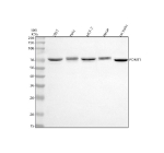 Western blot analysis of POMT1 using anti-POMT1 antibody. Lane 1: human 293T whole cell lysates, Lane 2: human Hela whole cell lysates, Lane 3: human MCF-7 whole cell lysates, Lane 4: human Hacat whole cell lysates, Lane 5: rat testis tissue lysates. After electrophoresis, proteins were transferred to a nitrocellulose membrane at 150 mA for 50-90 minutes. Blocked the membrane with 5% non-fat milk/TBS for 1.5 hour at RT. The membrane was incubated with rabbit anti-POMT1 antibody at 0.5 ug/ml overnight at 4oC, then washed with TBS-0.1%Tween 3 times with 5 minutes each and probed with a goat anti-rabbit IgG-HRP secondary antibody at a dilution of 1:5000 for 1.5 hour at RT. The signal was developed using enhanced chemiluminescent. Western blot detection of POMT1 shows a band at ~70-75 kDa across multiple lysates. Although the predicted mass is ~85 kDa, POMT1 commonly migrates lower on SDS-PAGE, consistent with maturation/processing of the luminal N-terminus and isoform- or proteolysis-related heterogeneity typical of ER membrane glycosyltransferases.