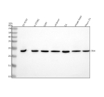 Western blot analysis of CRF/CRH using anti-CRH antibody. Lane 1: human SH-SY5Y whole cell lysates, Lane 2: human U-87MG whole cell lysates, Lane 3: human U251 whole cell lysates, Lane 4: rat brain tissue lysates, Lane 5: rat C6 whole cell lysates, Lane 6: mouse brain tissue lysates, Lane 7: mouse Neuro-2a whole cell lysates, After electrophoresis, proteins were transferred to a nitrocellulose membrane at 150 mA for 50-90 minutes. Blocked the membrane with 5% non-fat milk/TBS for 1.5 hour at RT. The membrane was incubated with rabbit anti-CRH antibody at 0.5 ug/ml overnight at 4oC, then washed with TBS-0.1%Tween 3 times with 5 minutes each and probed with a goat anti-rabbit IgG-HRP secondary antibody at a dilution of 1:5000 for 1.5 hour at RT. The signal was developed using enhanced chemiluminescent. Western blot detection of CRH shows a single band at ~24-25 kDa across samples. Although the precursor is ~21 kDa, CRH commonly migrates slightly larger on SDS-PAGE, consistent with glycosylation and prohormone processing.