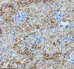 Immunohistochemical staining of GLG1 using anti-GLG1 antibody. GLG1 was detected in a paraffin-embedded section of mouse kidney tissue. Heat mediated antigen retrieval was performed in EDTA buffer (pH 8.0, epitope retrieval solution). The tissue section was blocked with 10% goat serum. The tissue section was then incubated with 2 ug/ml rabbit anti-GLG1 antibody overnight at 4oC. Peroxidase Conjugated Goat Anti-rabbit IgG was used as secondary antibody and incubated for 30 minutes at 37oC. The tissue section was developed using an HRP secondary and DAB substrate.